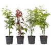 Acer Palmatum - Set Van 4 - Japanse Esdoorn - Pot 10,5Cm - Hoogte 25-40Cm
