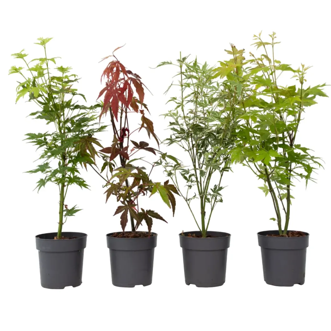 Acer Palmatum - Set Van 4 - Japanse Esdoorn - Pot 10,5Cm - Hoogte 25-40Cm