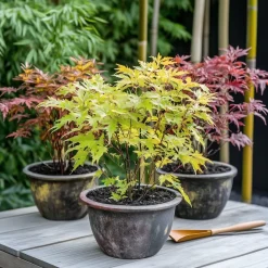 Acer Palmatum - Set Van 4 - Japanse Esdoorn - Pot 10,5Cm - Hoogte 25-40Cm