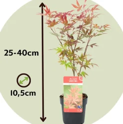 Acer Palmatum - Set Van 4 - Japanse Esdoorn - Pot 10,5Cm - Hoogte 25-40Cm