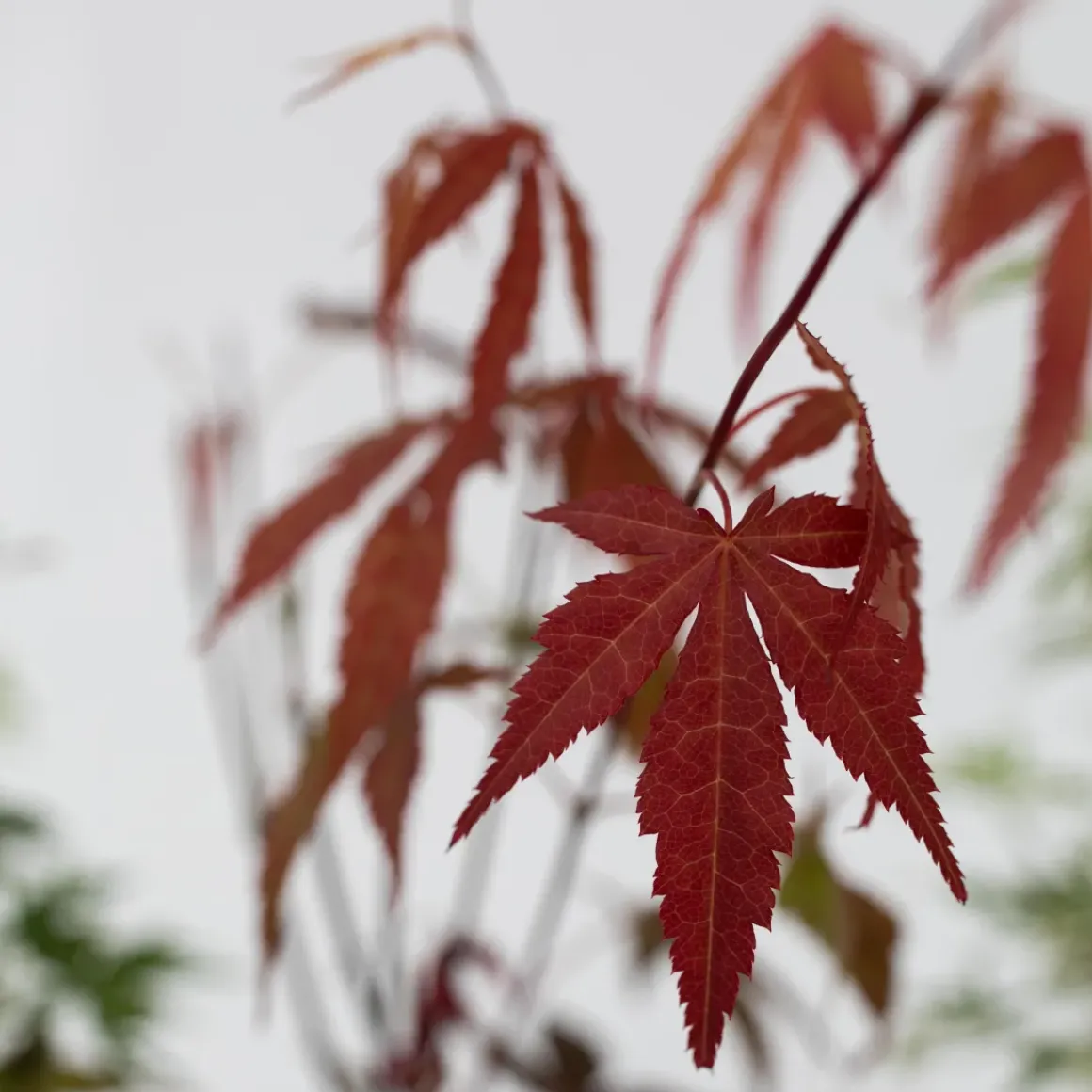 Acer Palmatum - Set Van 4 - Japanse Esdoorn - Pot 10,5Cm - Hoogte 25-40Cm