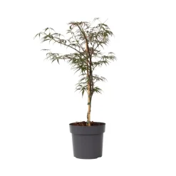 Acer Palmatum 'Garnet' - Japanse Esdoorn - Pot 19Cm - Hoogte 60-70Cm