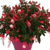 Bellenplant (Fuchsia) Diversen