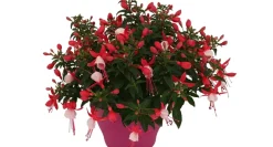 Bellenplant (Fuchsia) Diversen