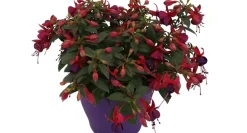 Bellenplant (Fuchsia) Diversen