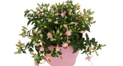 Bellenplant (Fuchsia) Diversen