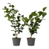 Camellia Japonica "Brushfield'S Yellow" - Roos - Pot 15Cm - Hoogte 50-60Cm