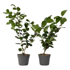 Camellia Japonica "Brushfield'S Yellow" - Roos - Pot 15Cm - Hoogte 50-60Cm