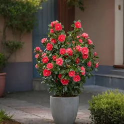 Camellia Japonica "Brushfield'S Yellow" - Roos - Pot 15Cm - Hoogte 50-60Cm