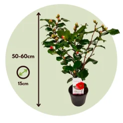 Camellia Japonica 