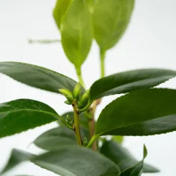 Camellia Japonica 