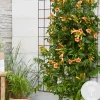 Campsis ‘Radicans 'Galen' – Klimplant – Trompetklimmer – Winterhard - 15 Cm – ↕60-70 Cm