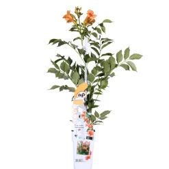 Campsis ‘Radicans 'Galen' – Klimplant – Trompetklimmer – Winterhard - 15 Cm – ↕60-70 Cm