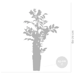 Campsis ‘Radicans 'Galen' – Klimplant – Trompetklimmer – Winterhard - 15 Cm – ↕60-70 Cm