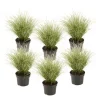 Carex Amazon Mist - Set Van 6 - Pot 10,5 - Hoogte 15-25Cm