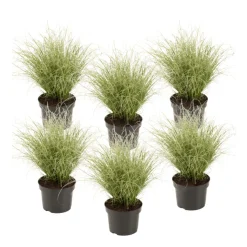 Carex Amazon Mist - Set Van 6 - Pot 10,5 - Hoogte 15-25Cm
