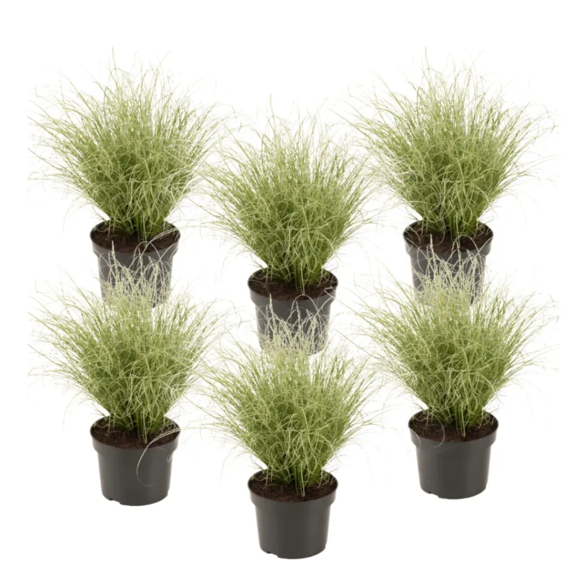 Carex Amazon Mist - Set Van 6 - Pot 10,5 - Hoogte 15-25Cm