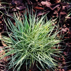 Carex Amazon Mist - Set Van 6 - Pot 10,5 - Hoogte 15-25Cm