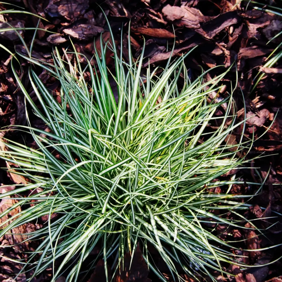 Carex Amazon Mist - Set Van 6 - Pot 10,5 - Hoogte 15-25Cm