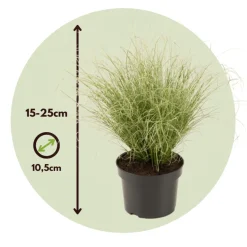 Carex Amazon Mist - Set Van 6 - Pot 10,5 - Hoogte 15-25Cm