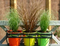 Carex Amazon Mist - Set Van 6 - Pot 10,5 - Hoogte 15-25Cm