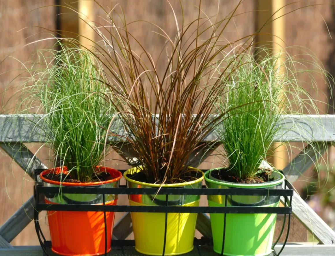Carex Amazon Mist - Set Van 6 - Pot 10,5 - Hoogte 15-25Cm