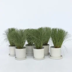 Carex Amazon Mist - Set Van 6 - Pot 10,5 - Hoogte 15-25Cm