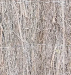 Central Park Balkonscherm Volle Bamboematten 1,5X5M