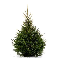 Central Park Kerstboom Epicea 125-150Cm