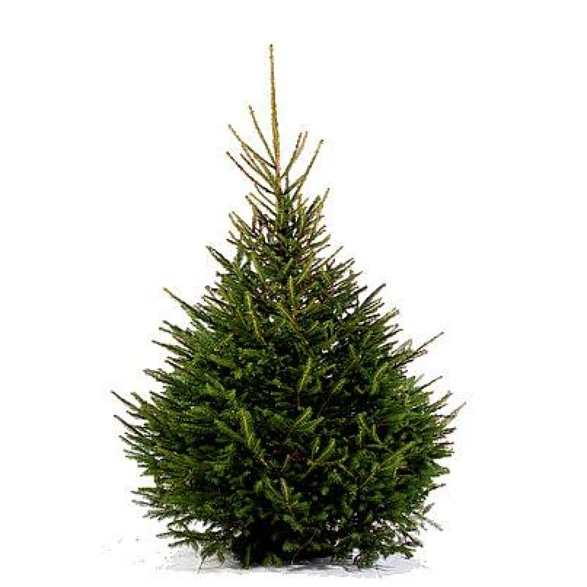 Central Park Kerstboom Epicea 125-150Cm