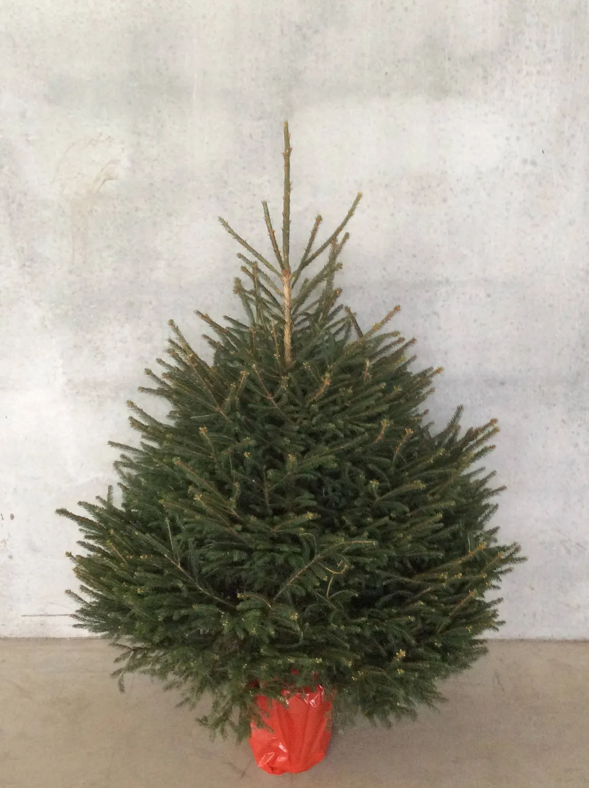 Central Park Kerstboom Epicea 125-150Cm