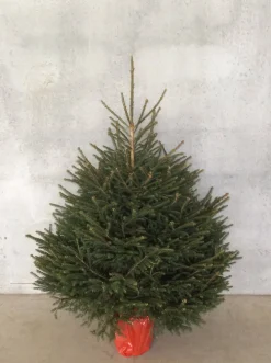 Central Park Kerstboom Epicea 150-175Cm