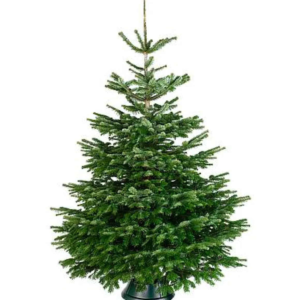 Central Park Kerstboom Nordmann 150-175Cm