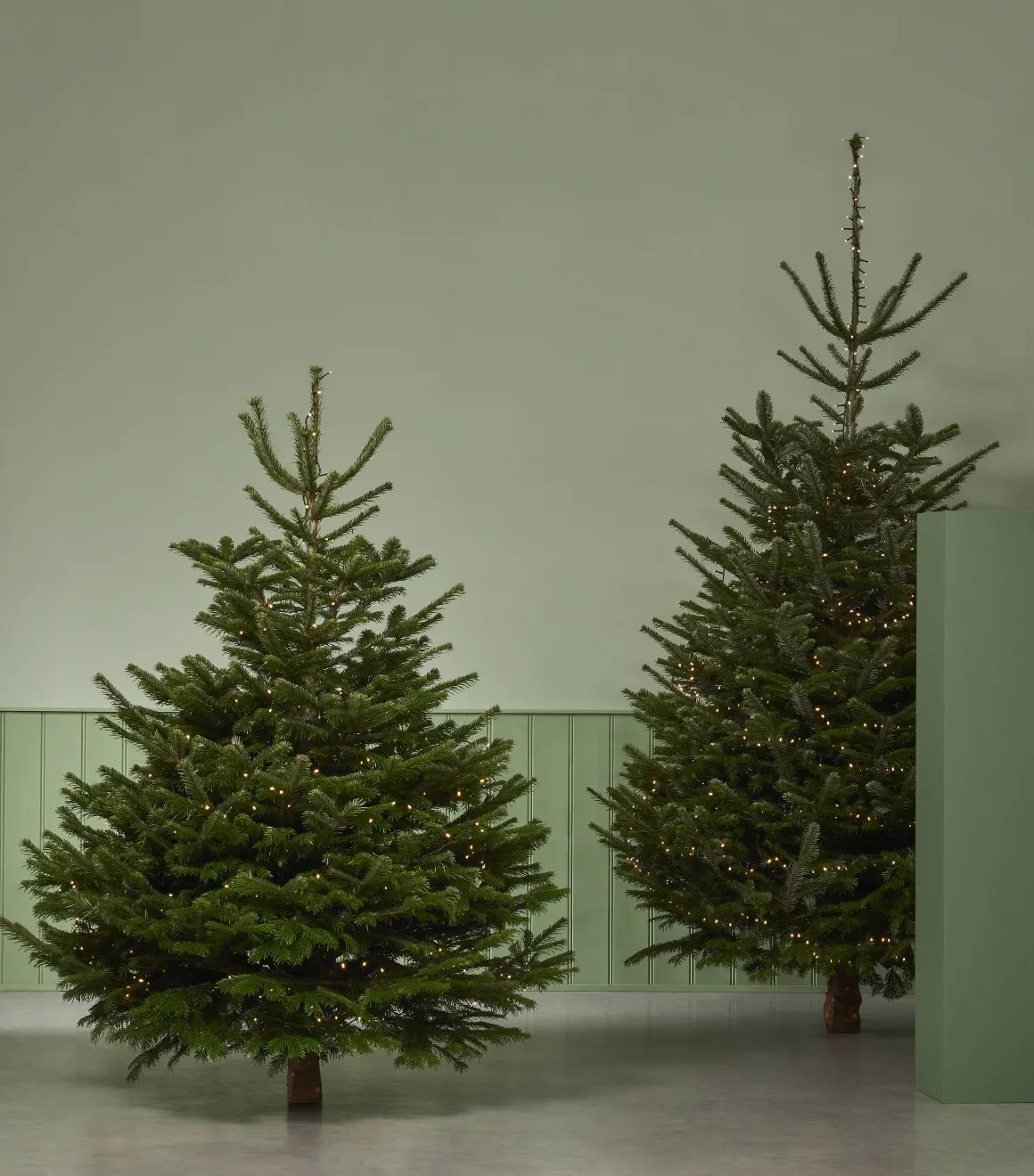 Central Park Kerstboom Nordmann 150-175Cm