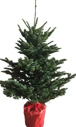 Central Park Kerstboom Nobilis 125-150Cm