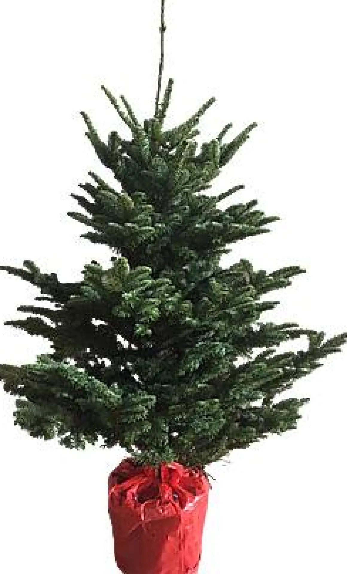 Central Park Kerstboom Nobilis 125-150Cm