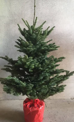 Central Park Kerstboom Nobilis 125-150Cm