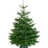 Central Park Kerstboom Nordmann Gekapt 100-150Cm