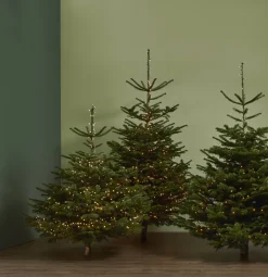 Central Park Kerstboom Nordmann Gekapt 100-150Cm