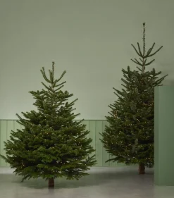 Central Park Kerstboom Nordmann Gekapt 100-150Cm
