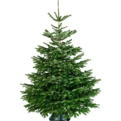 Central Park Kerstboom Nordmann 200-250Cm
