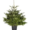 Central Park Kerstboom Nordmann 125-150Cm
