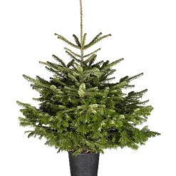 Central Park Kerstboom Nordmann 125-150Cm