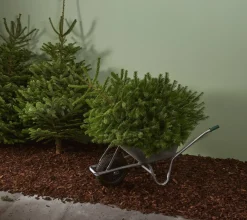Central Park Kerstboom Nordmann 125-150Cm