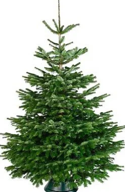 Central Park Kerstboom Nordmann 175-200Cm