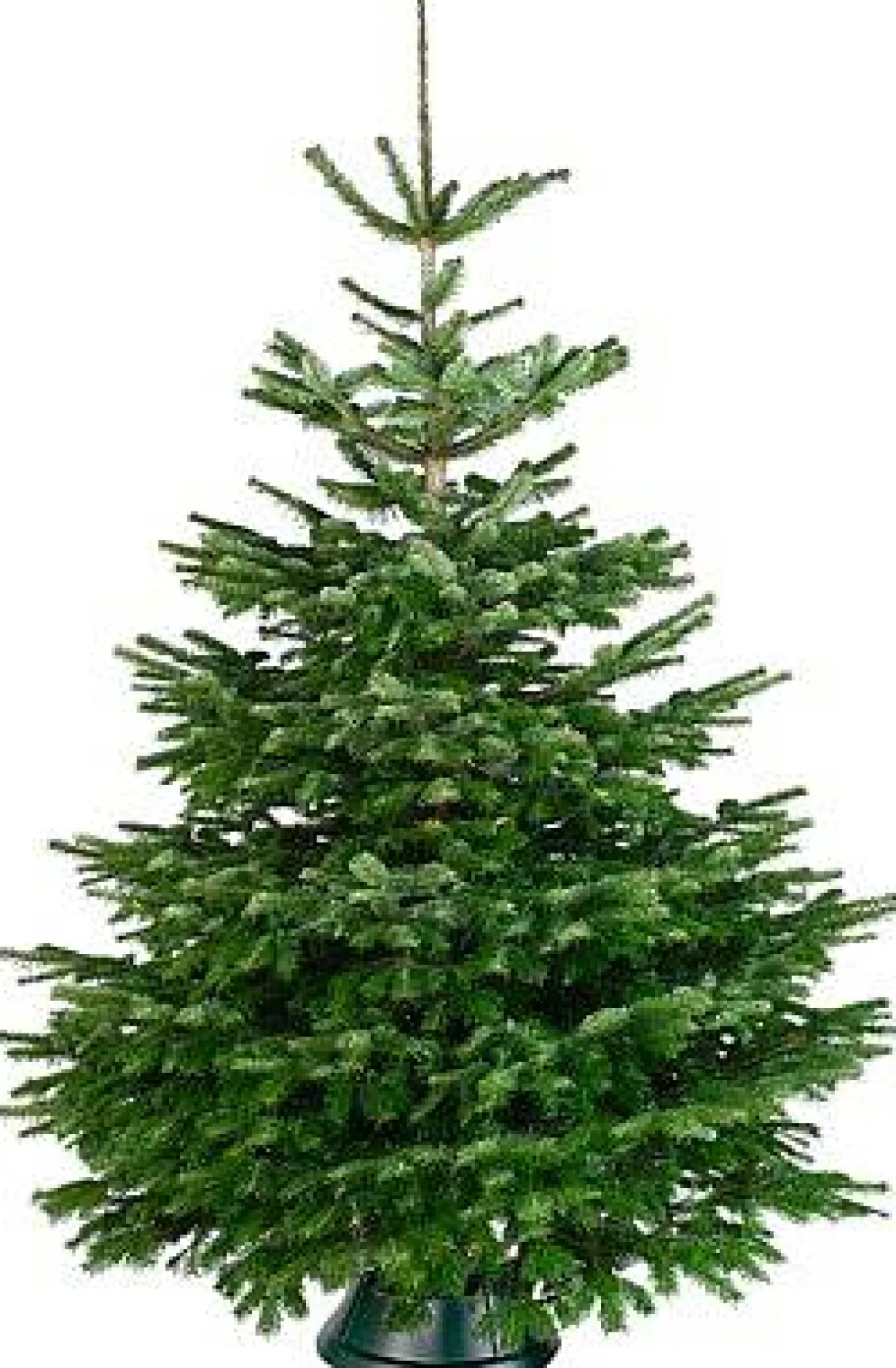 Central Park Kerstboom Nordmann 175-200Cm