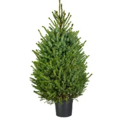 Central Park Kerstboom Omorika 80-100Cm