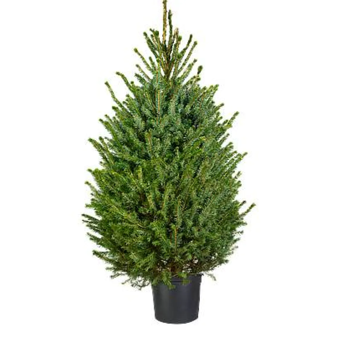 Central Park Kerstboom Omorika 80-100Cm