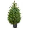 Central Park Kerstboom Omorika 150-175Cm