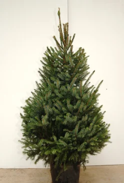 Central Park Kerstboom Omorika 150-175Cm